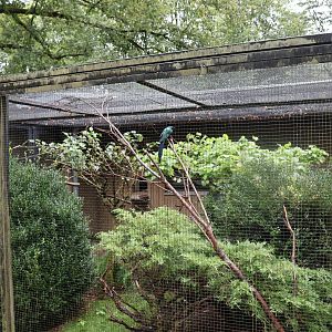 Fasanerie (Pheasantry) - Long-tailed Glossy-starling (Lamprotornis caudatus)