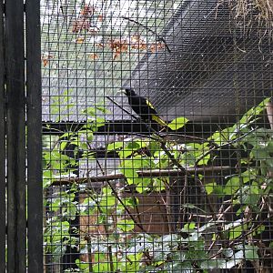 Fasanerie (Pheasantry) - Yellow-rumped Cacique (Cacicus cela)