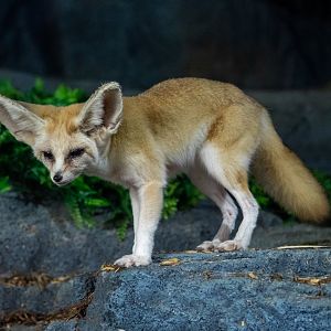 Fennec Fox (Vulpes Zerda)