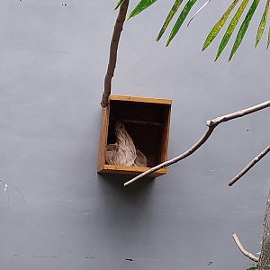 Tropenhaus - Linnaeus' Two-toed Sloth (Choloepus didactylus)