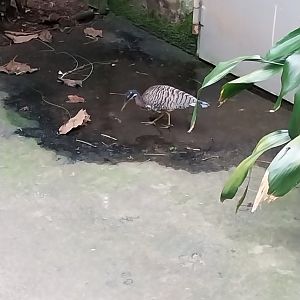Tropenhaus - Sunbittern (Eurypyga helias)