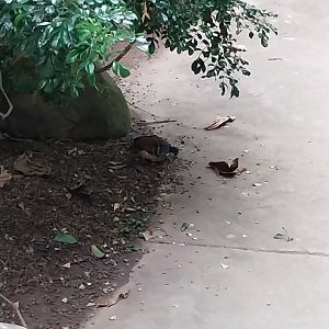 Tropenhaus - Mindanao Bleeding-heart (Gallicolumba crinigera)