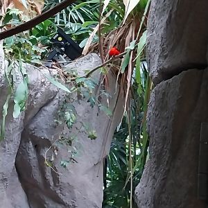 Tropenhaus - Brazilian Tanager (Ramphocelus carbo bresilius)