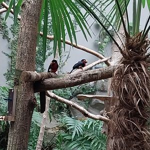 Tropenhaus - Bearded Barbet (Pogonornis dubius)