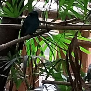 Tropenhaus - Asian Fairy-bluebird (Irena puella) ?