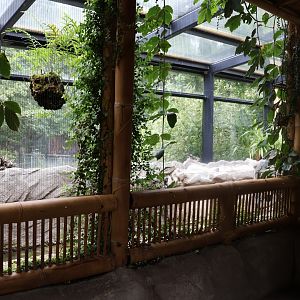 Tropenhaus - Western Pygmy Hippo exhibit