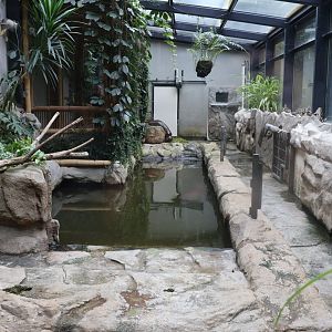 Tropenhaus - Western Pygmy Hippo exhibit