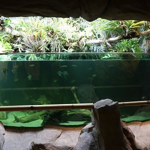 Tropenhaus - Amazon aquarium