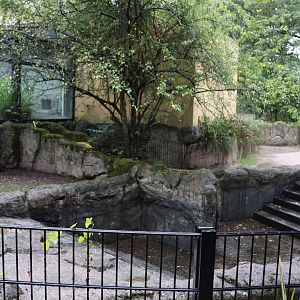 Tropenhaus - Western Pygmy Hippo enclosure