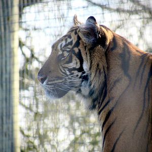 Sumatran tiger