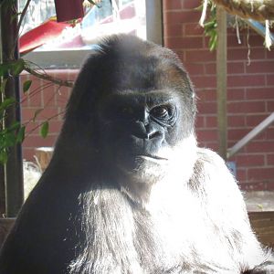 Western lowland gorilla