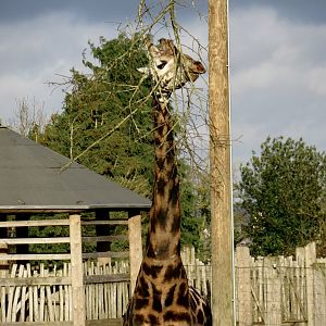 Rothschild’s giraffe