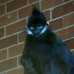 François langur