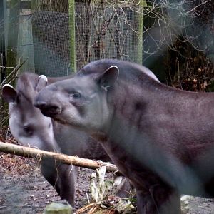 Lowland tapir