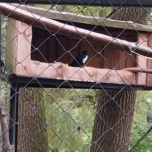 Pied Crow (Corvus albus)