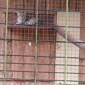 Persian Leopard (Panthera pardus saxicolor)