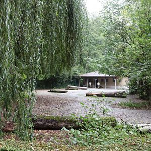 Rude Hartmann's Mountain Zebra (Equus zebra hartmannae)