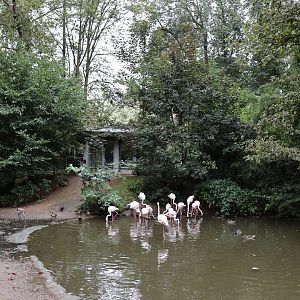 Greater Flamingo (Phoenicopterus roseus)