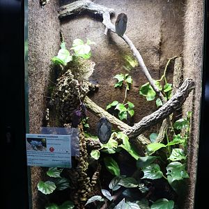 Vivarium - Abah River Flying Frog (Rhacephorus nigromalmatus)