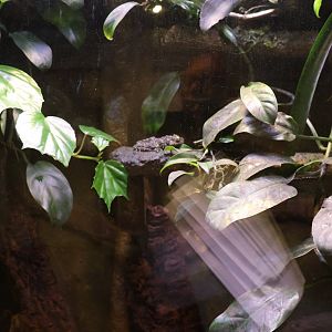 Vivarium - Tonkin Bug-eyed Frog (Theloderma corticale)