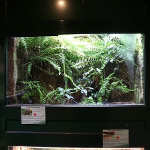 Vivarium - Oviedo Fire Salamander (Salamandra salamandra bernardezi)