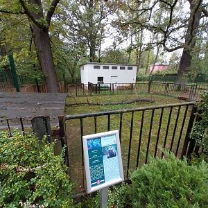 Lowland Anoa enclosure