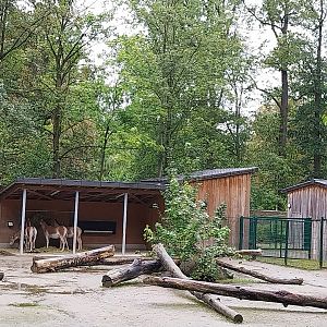 Turkmenian Kulan (Equus hemionus kulan) enclosure