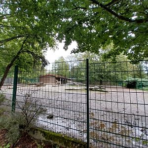 Somali Wild Ass (Equus africanus somaliensis) enclosure