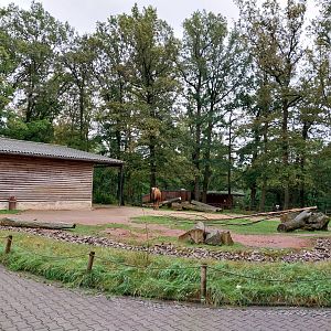 Bactrian Camel (Camelus ferus f. bactrianus)