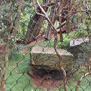 Souslik and Pheasant aviary - Golden Pheasant (Chrysolophus pictus)