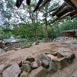 Gelada baboon and West Caucasian Tur enclosure
