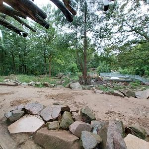 Gelada baboon and West Caucasian Tur enclosure