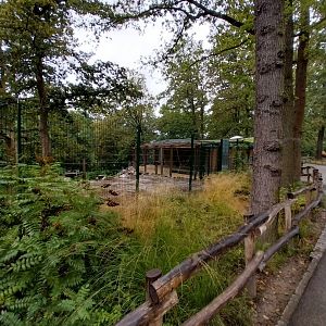 Gelada baboon and West Caucasian Tur enclosure