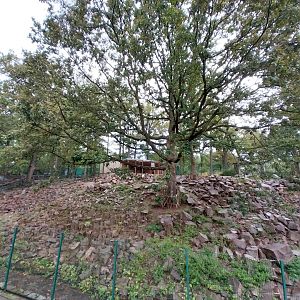 Gelada baboon and West Caucasian Tur enclosure
