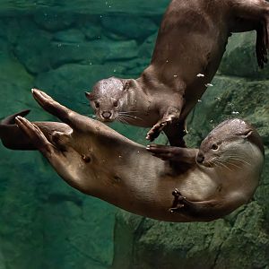 Indochinese smooth-coated otter (Lutrogale perspicillata perspicillata)