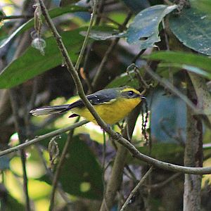 Yellow-bellied Fantail (Chelidorhynx hypoxanthus)