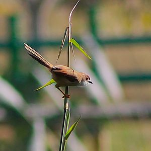 Yellow-eyed Babbler (Chrysomma sinense)