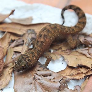 Semiadi's bent-toed gecko (Cyrtodactylus semiadii)