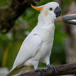 Citron-crested Cockatoo (Cacatua citrinocristata)