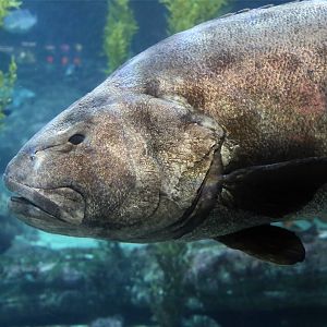 Giant Sea Bass (Stereolepis gigas)