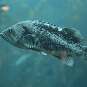 Black Rockfish (Sebastes melanops)