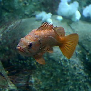Vermilion Rockfish (Sebastes miniatus)