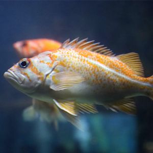 Canary Rockfish (Sebastes pinniger)