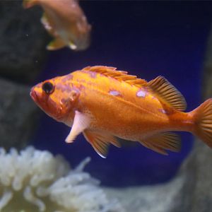 Rosy Rockfish (Sebastes rosaceus)