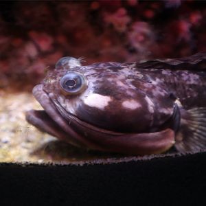 Sarcastic Fringehead (Neoclinus blanchardi)