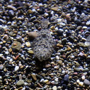 Speckled Sanddab (Citharichthys stigmaeus)