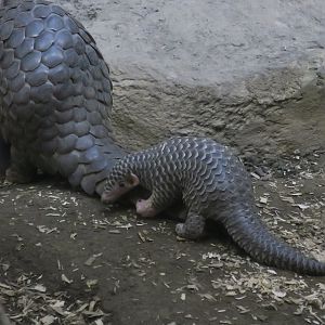 Chinese Pangolin (Manis pentadactyla) Pangopup
