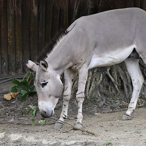Somali Wild Ass (Equus africanus somaliensis)