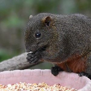 Taiwan Pallas's/Red-Bellied Squirrel (Callosciurus erythraeus thaiwanensis) - wild in the Walkthrough Aviary