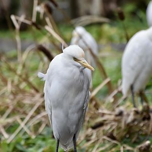Eastern Cattle Egret (Ardea coromanda) - wild